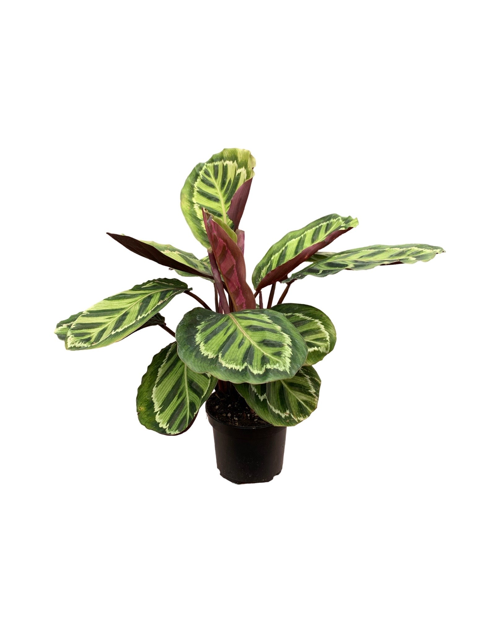 bunnings house plants Calathea roseopicta 'Medallion' – The Garden Corner