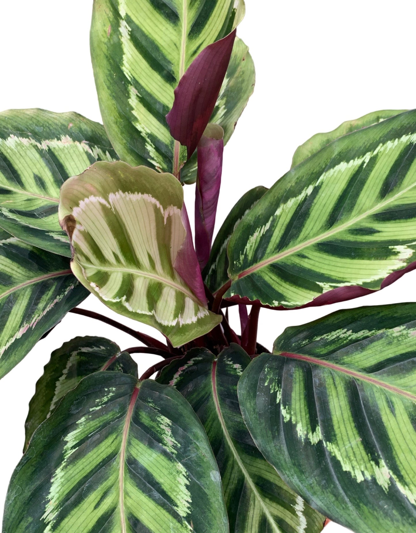 Calathea roseopicta 'Medallion' - The Garden Corner