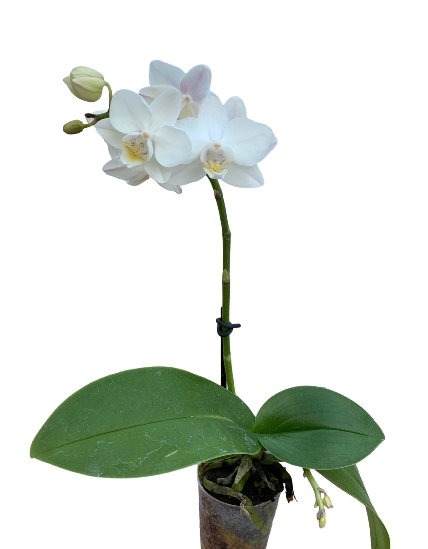 Phalaenopsis, Assorted - House Plants
