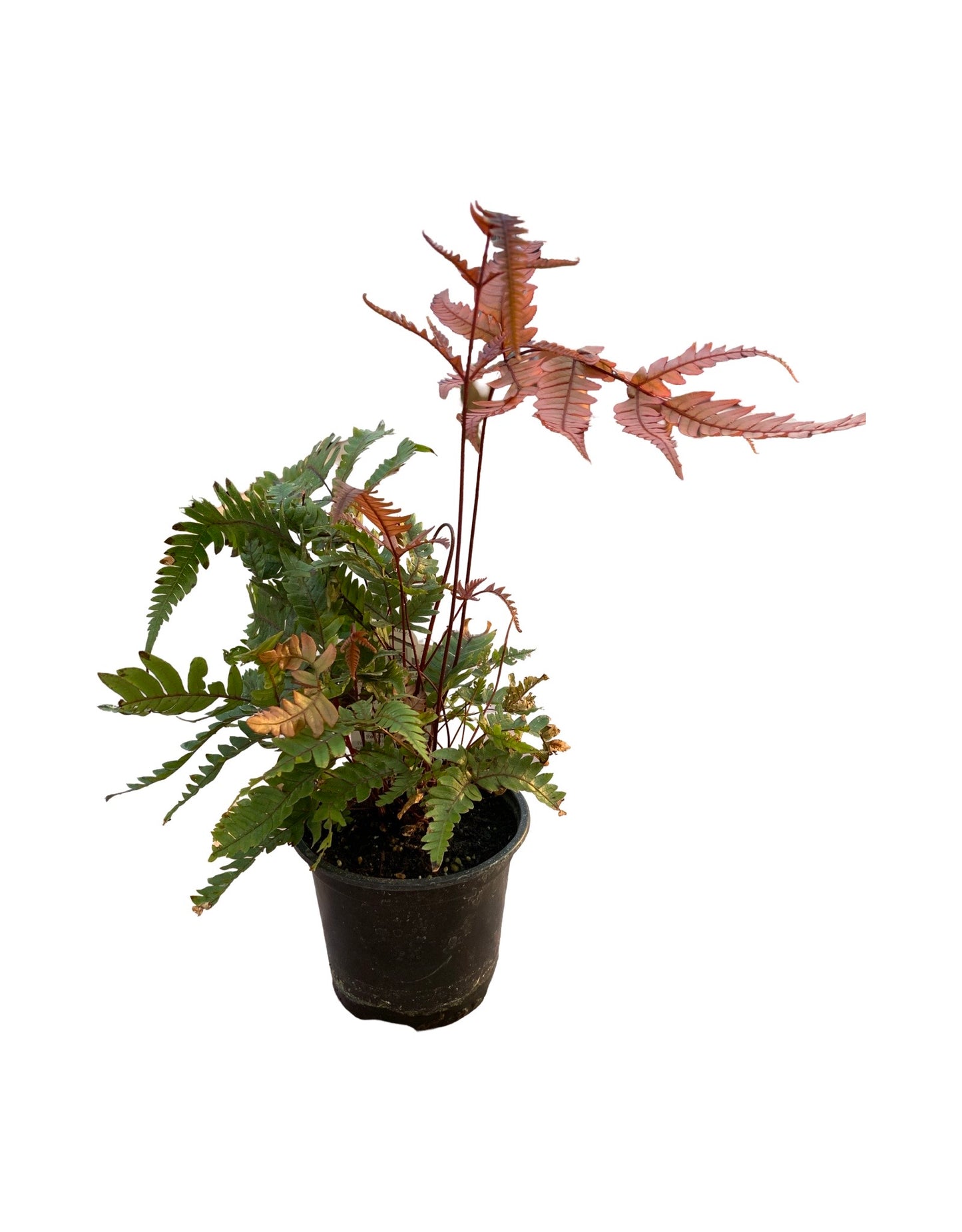 Pteris quadriaurita 'Tricolor' Quart