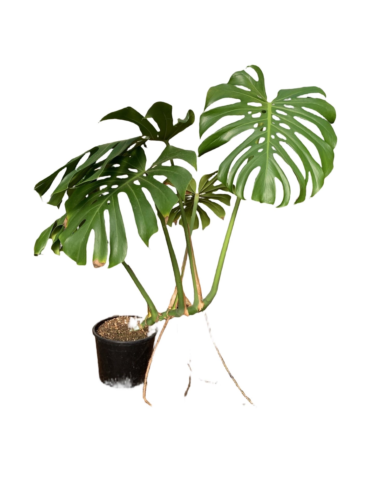 Monstera deliciosa - The Garden Corner