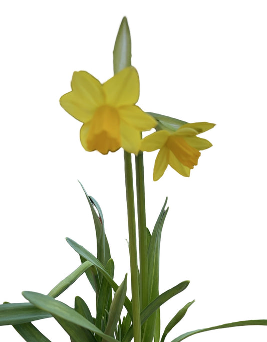Mini Daffodil Yellow - The Garden Corner