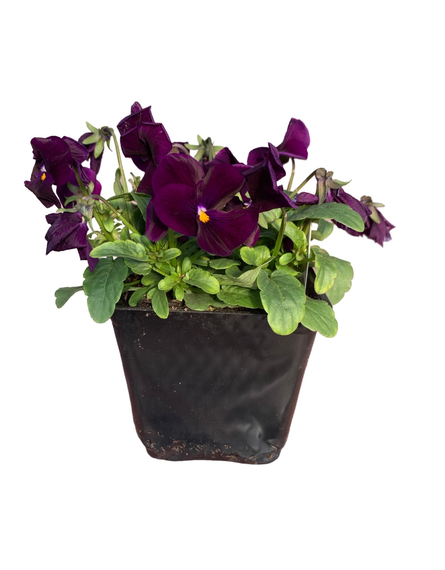 Viola - The Garden Corner