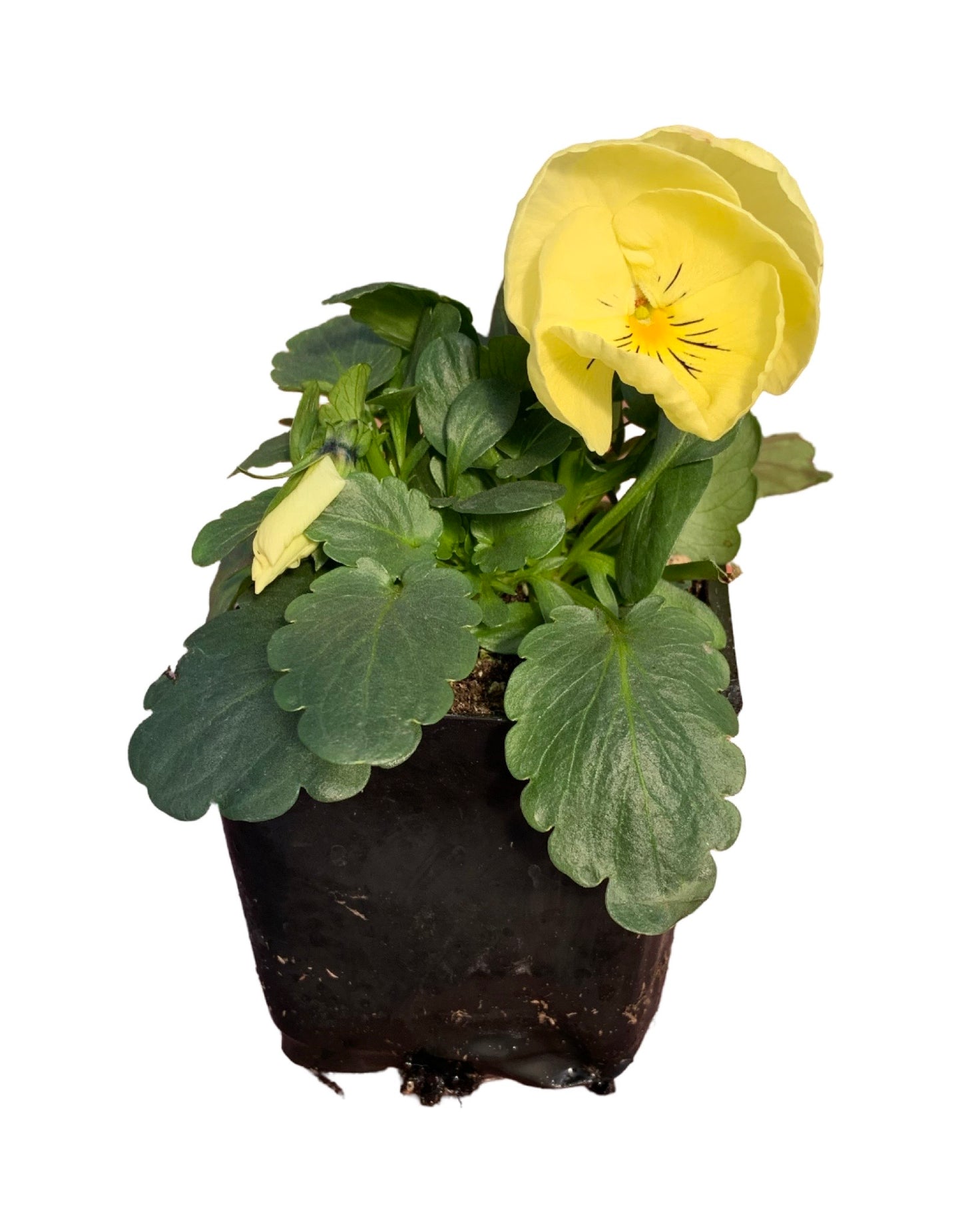 Pansy - Seasonal Plant