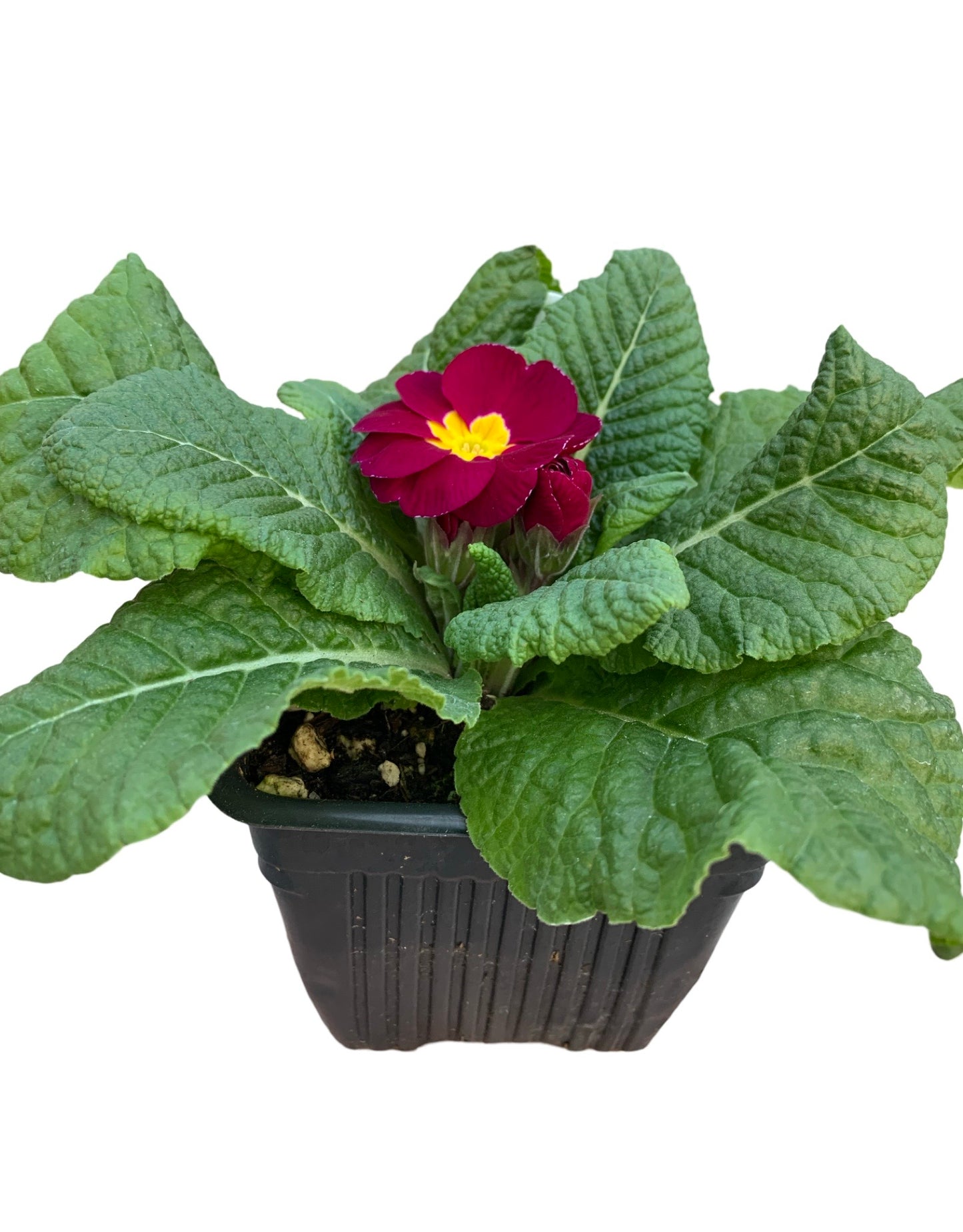 Primrose - The Garden Corner