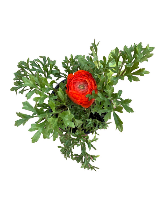 Ranunculus 'Sprinkles' - The Garden Corner