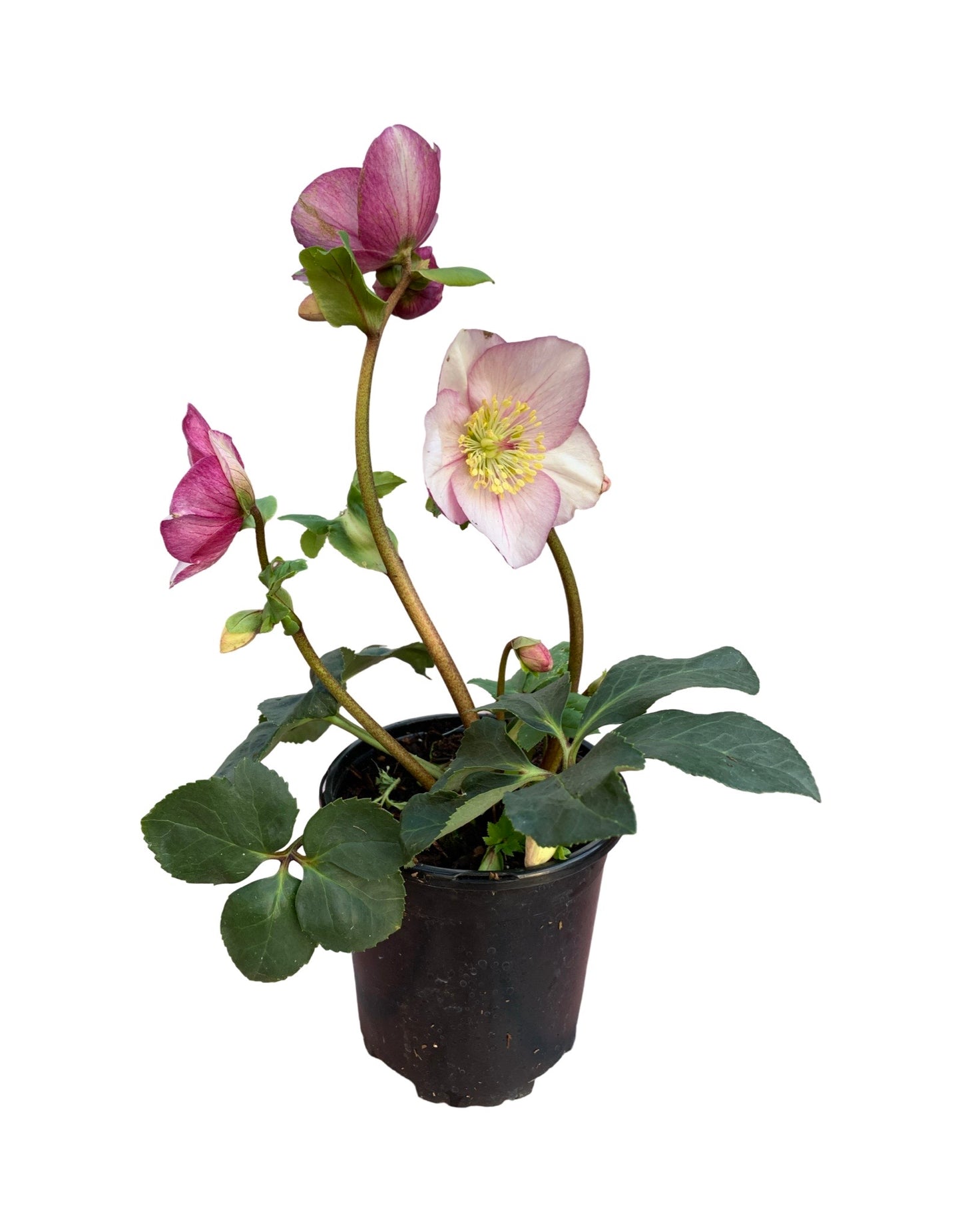 Helleborus x lemperii 'Winter Ballet Liara' - The Garden Corner