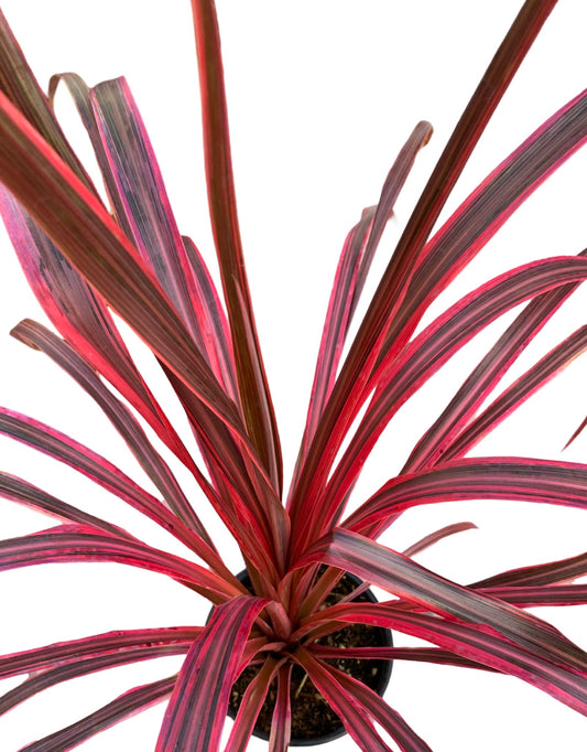Cordyline australis 'Dancing Salsa' - The Garden Corner
