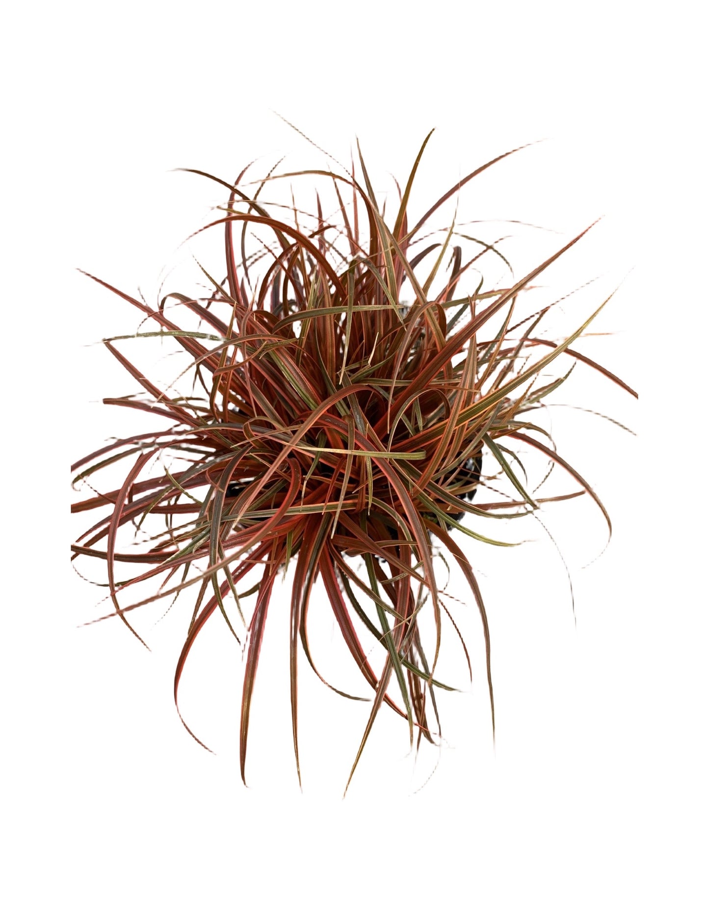 Uncinia rubra 'Belinda's Find' - The Garden Corner