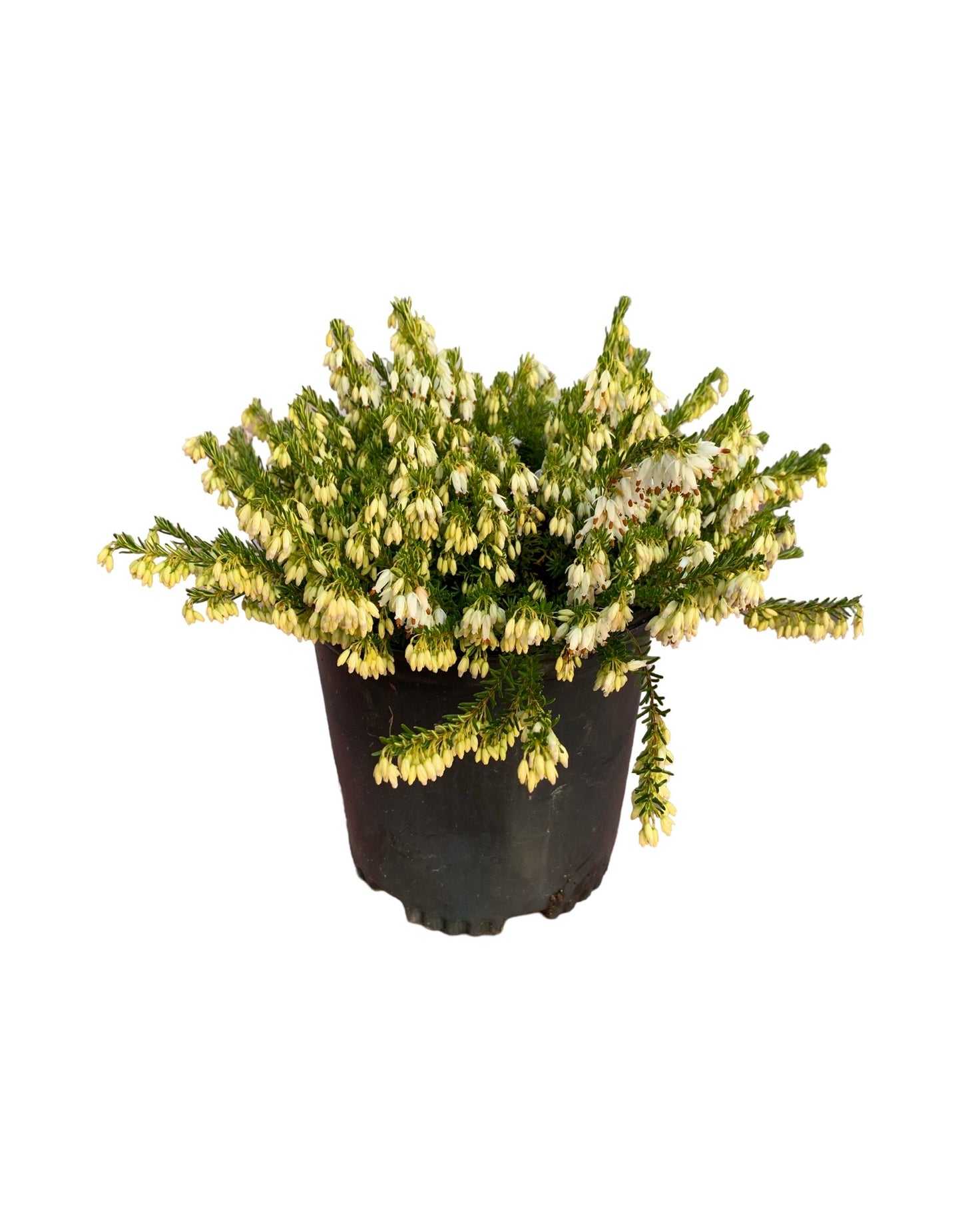 Erica carnea 'Springwood White' - Perennials