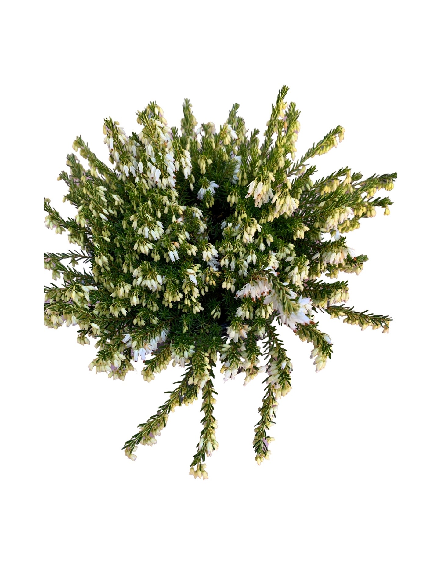 Erica carnea 'Springwood White' - The Garden Corner