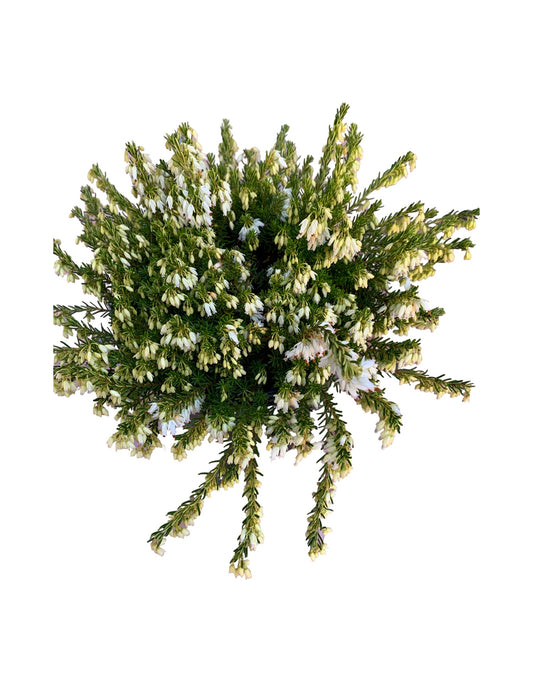 Erica carnea 'Springwood White' - The Garden Corner