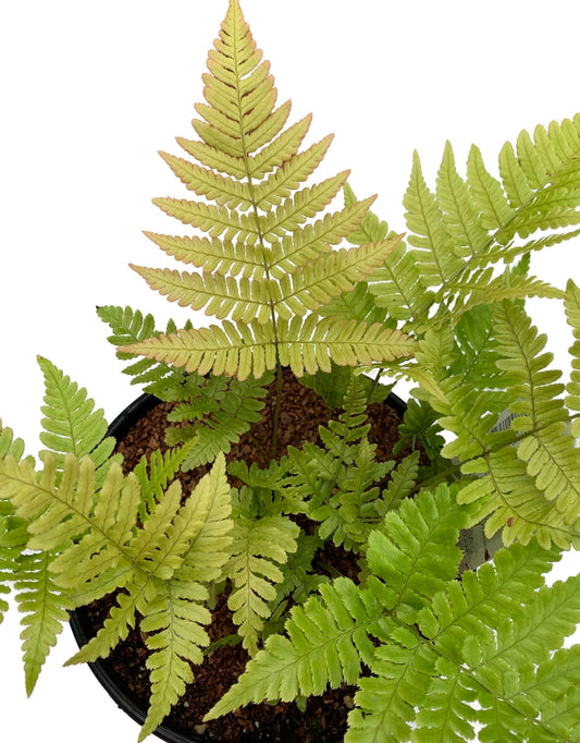Dryopteris erythrosora 'Autumn Fern' - The Garden Corner