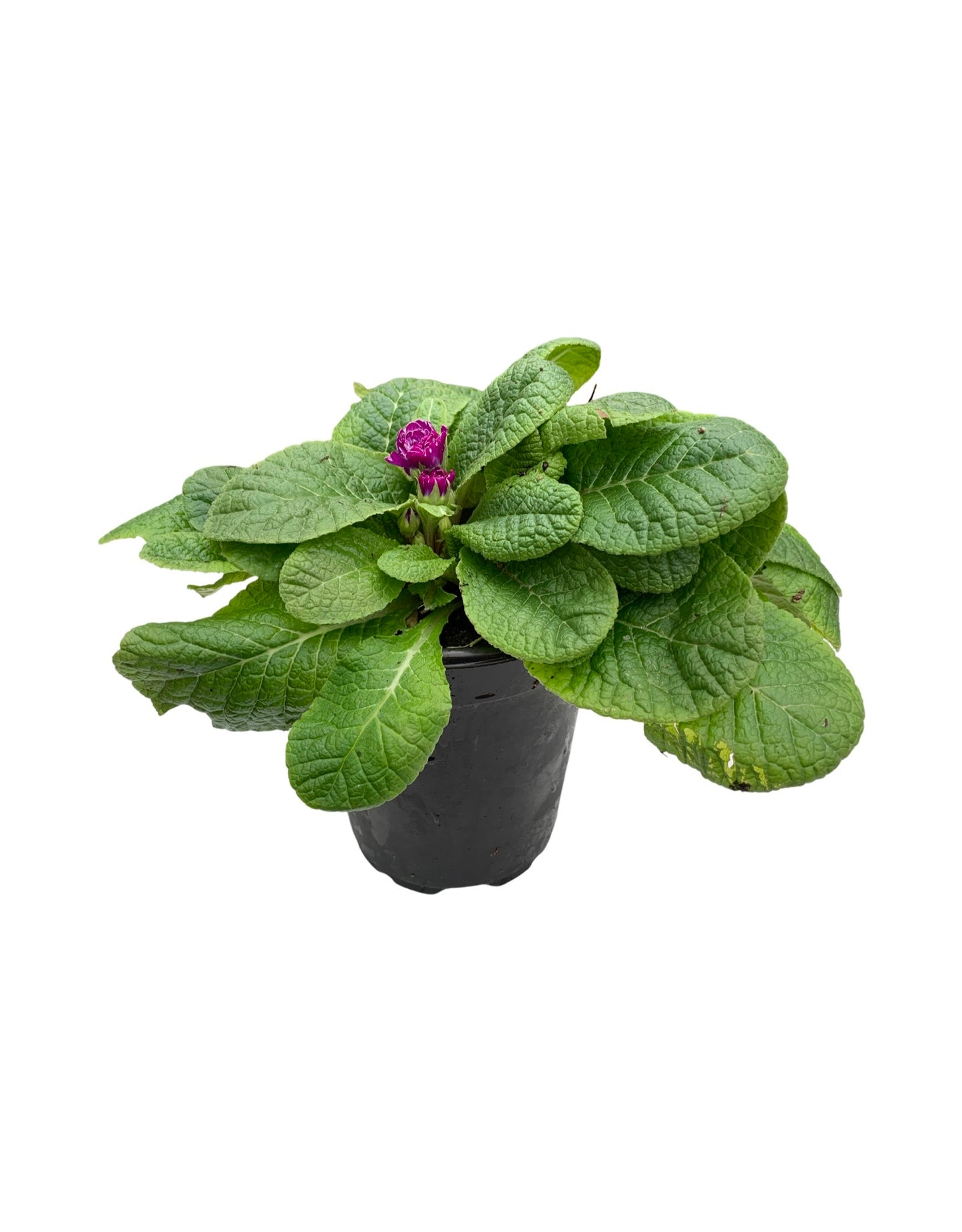 Primula belarina - The Garden Corner