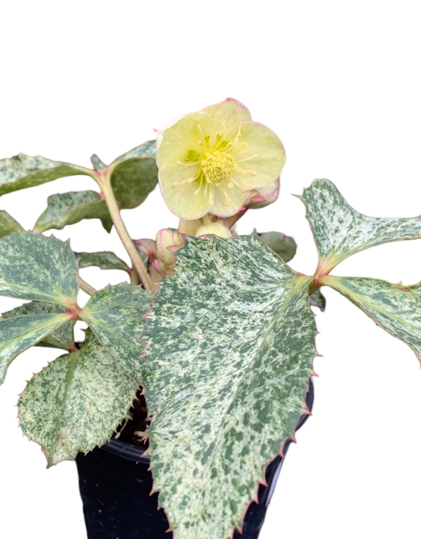 Helleborus argutifolius 'Snow Fever' - The Garden Corner