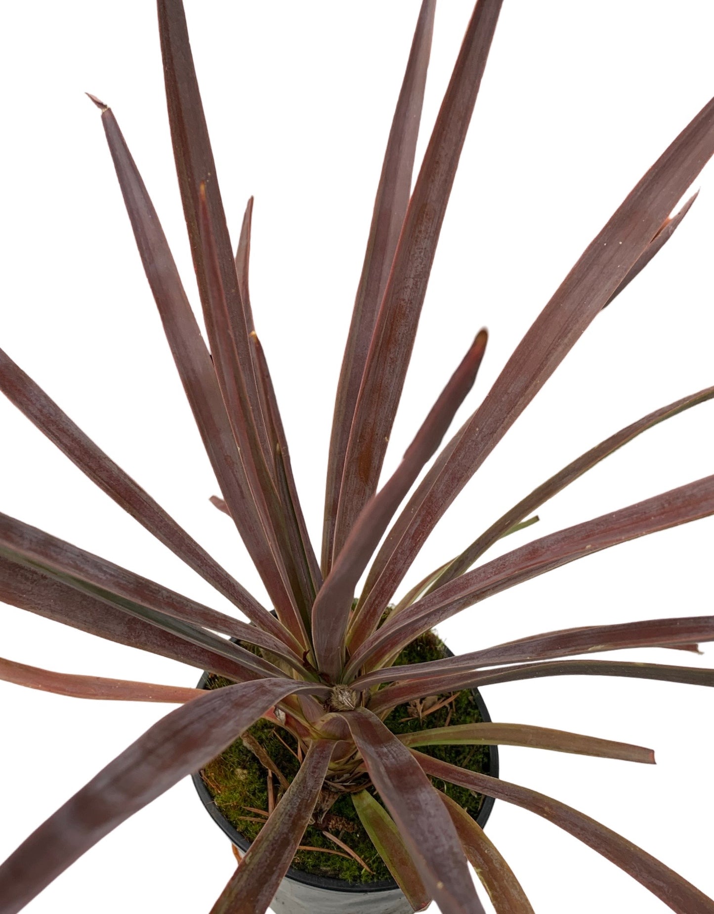 Yucca 'Magenta Magic' - The Garden Corner