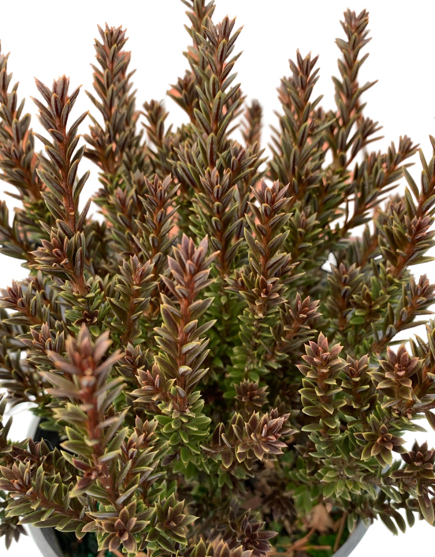 Podocarpus nivalis 'Jalako Red' - The Garden Corner