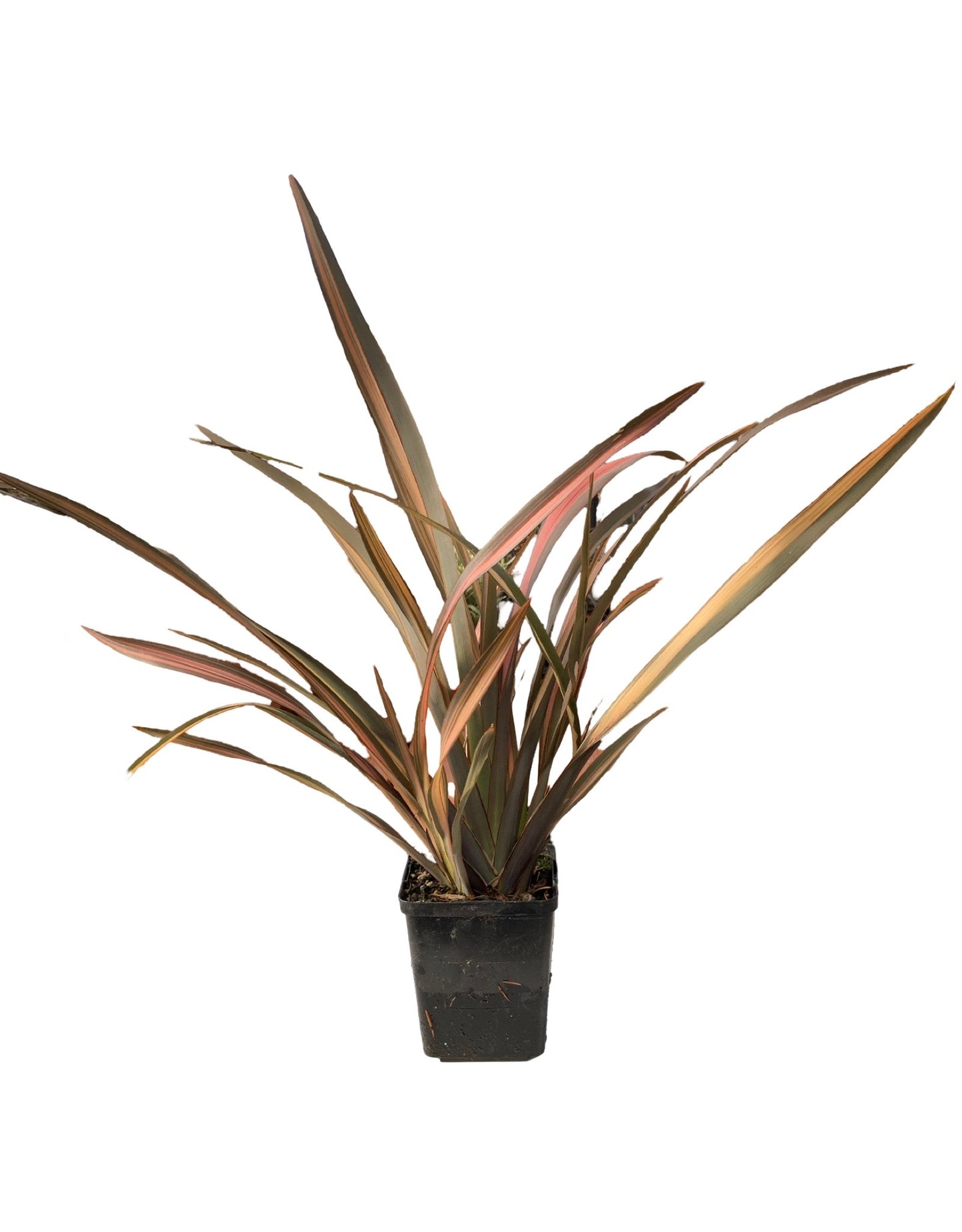 Phormium 'Rainbow Sunrise' - Perennials