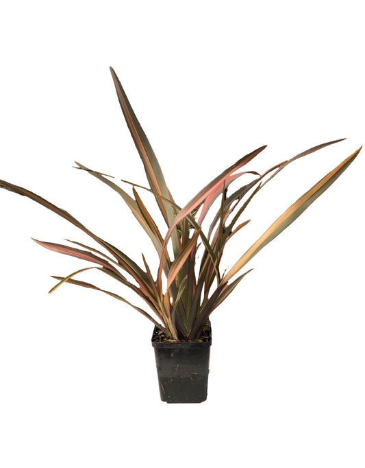 Phormium 'Rainbow Sunrise' - The Garden Corner