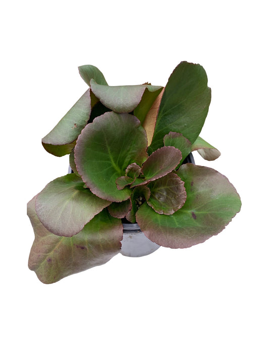 Bergenia 'Baby Doll' - The Garden Corner