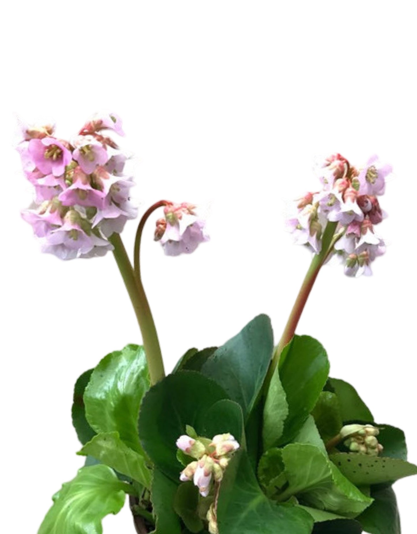 Bergenia 'Baby Doll' - The Garden Corner