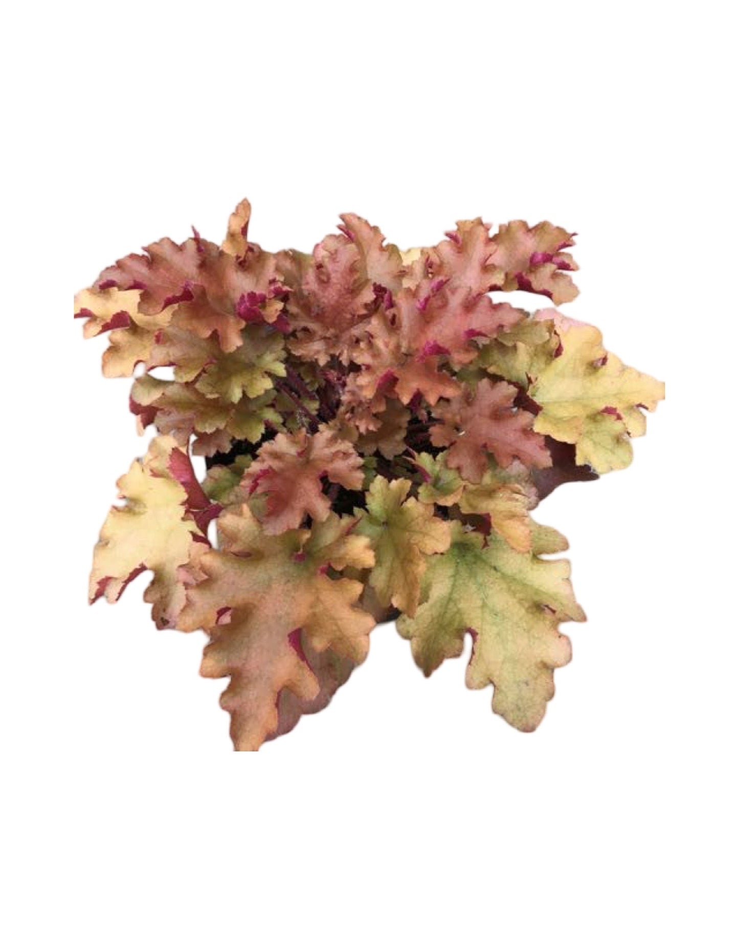 Heuchera 'Marmalade' - Perennials