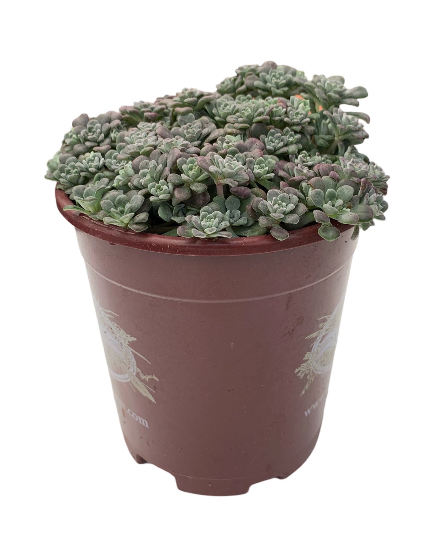 Sedum spathulifolium 'Carnea'