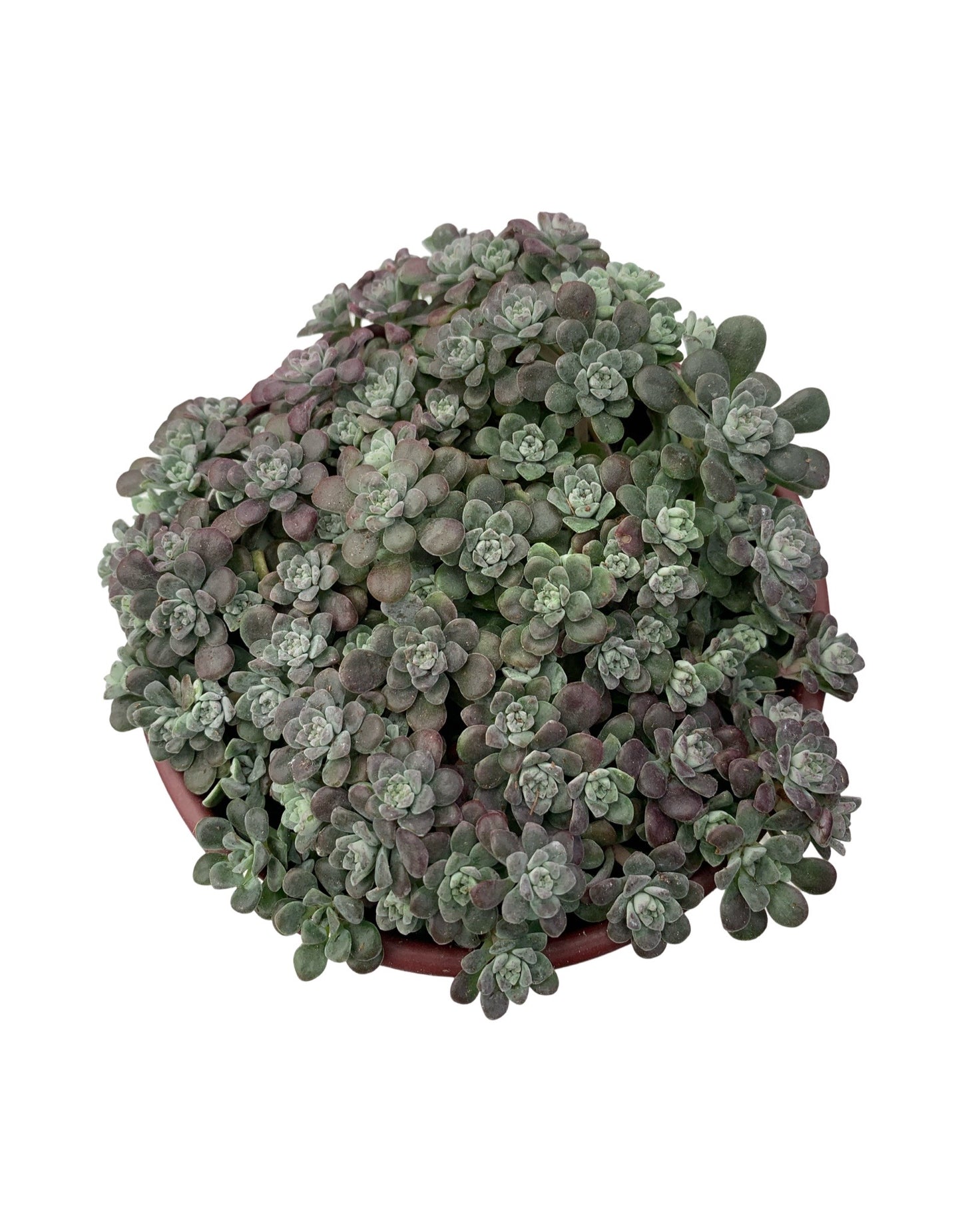 Sedum spathulifolium 'Carnea'