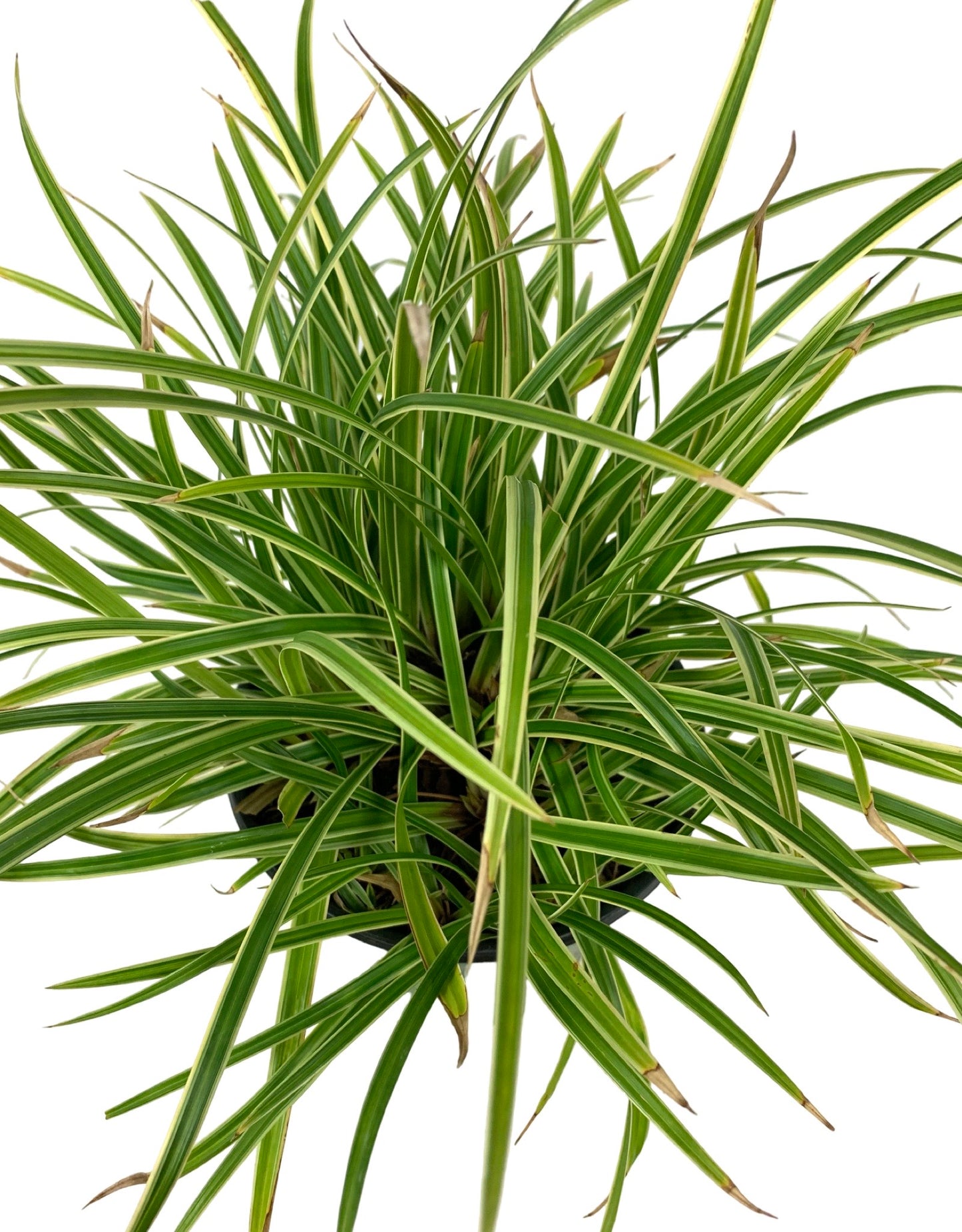 Carex morrowii 'Ice Dance' - The Garden Corner