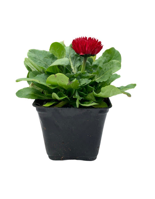 Bellis perennis 'Habanera Mix' - The Garden Corner