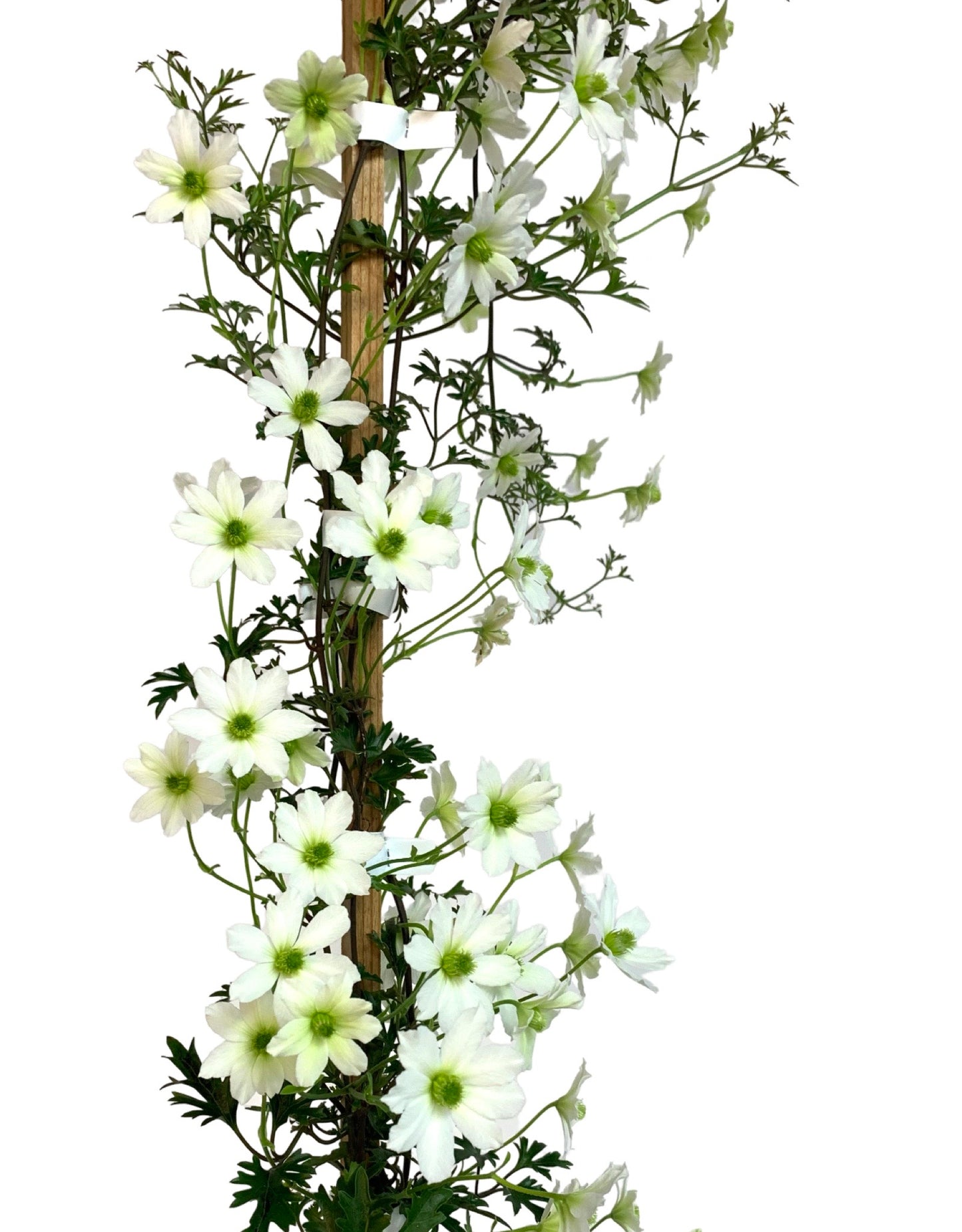 Clematis x cartmanii 'Early Sensation' - The Garden Corner