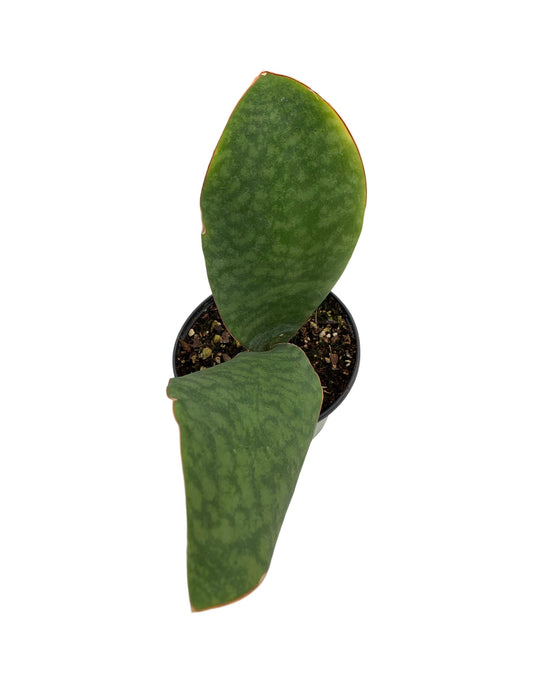 Sansevieria masoniana - The Garden Corner