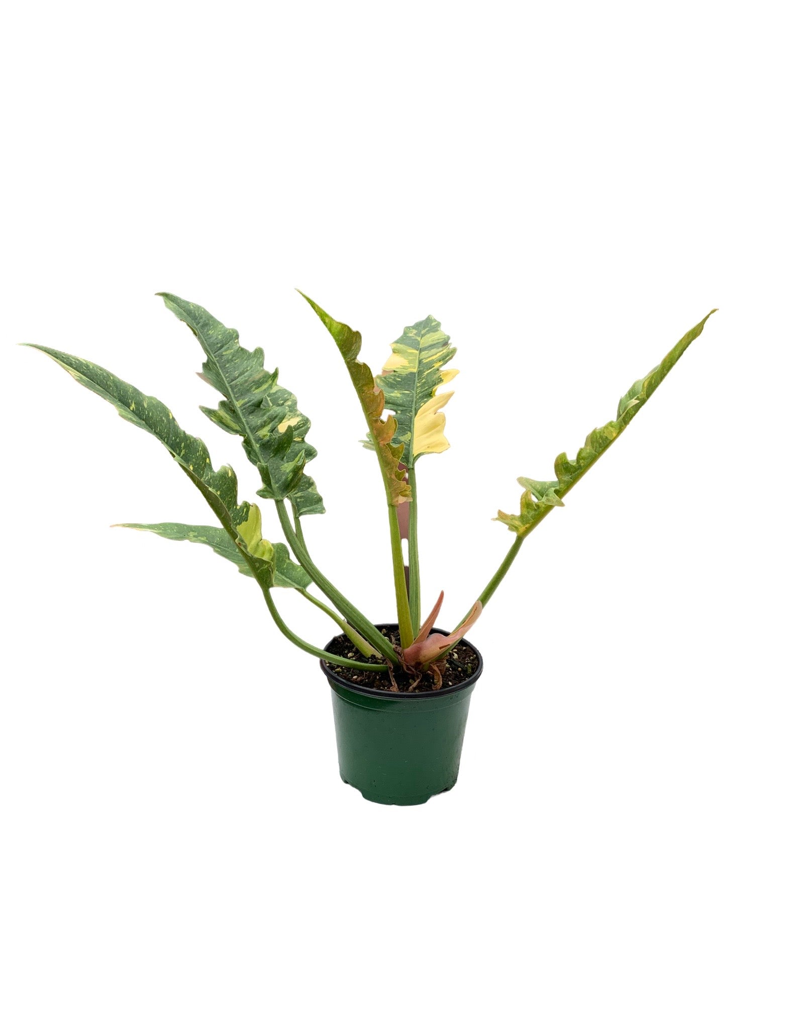 philodendron bipinnatifidum Philodendron bipinnatifidum x selloum – The Garden Corner
