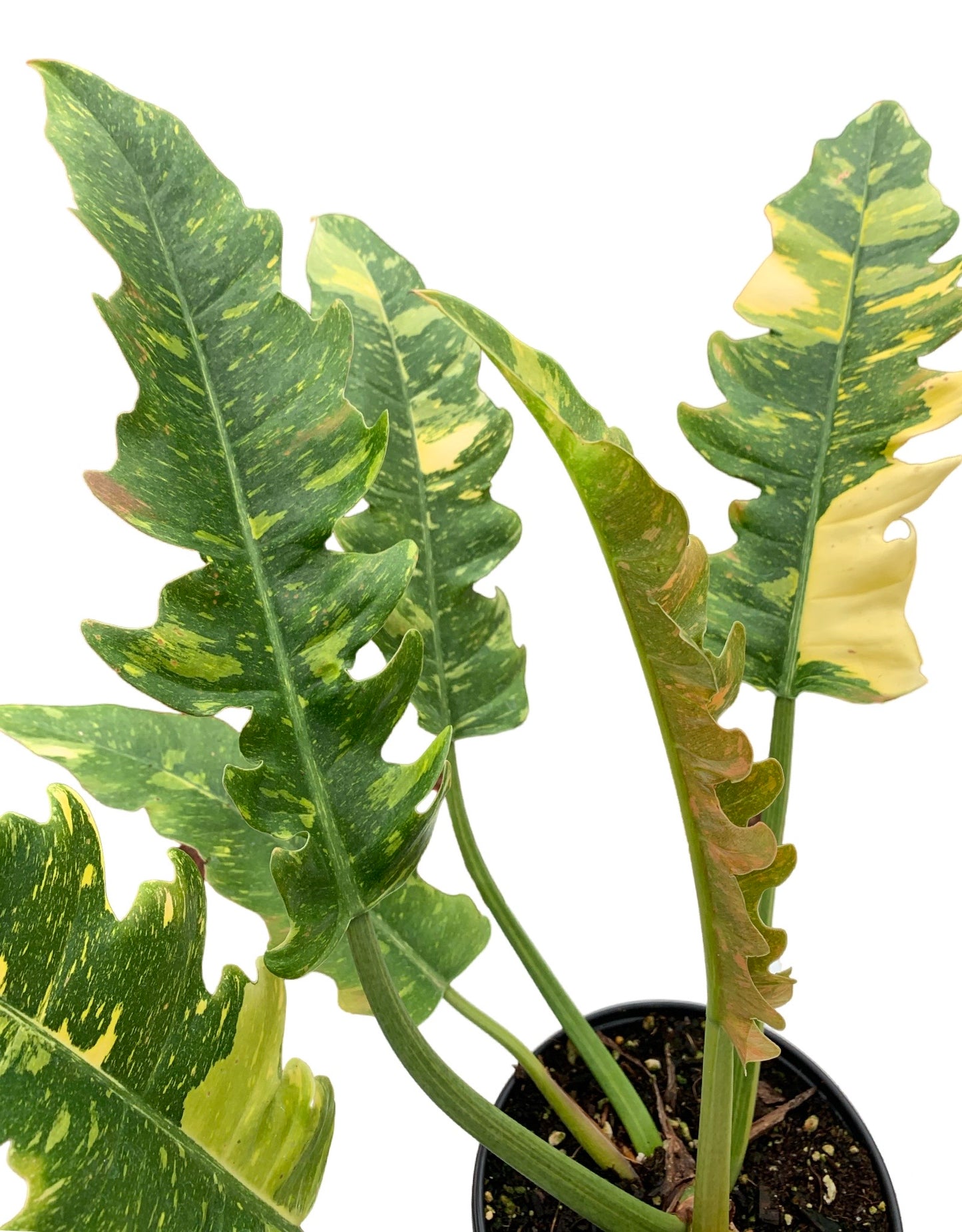 Philodendron bipinnatifidum x selloum (Ring of Fire) - The Garden Corner