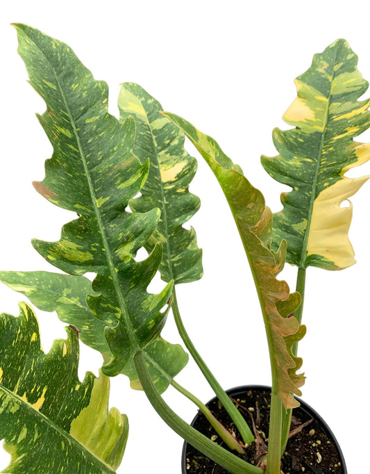 Philodendron bipinnatifidum x selloum (Ring of Fire) - The Garden Corner