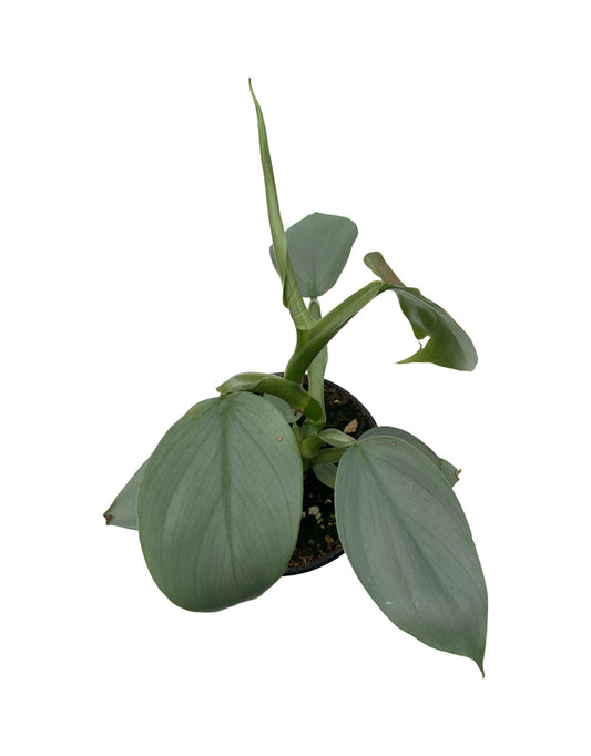 Philodendron hastatum (Silver Sword or Grey) - The Garden Corner