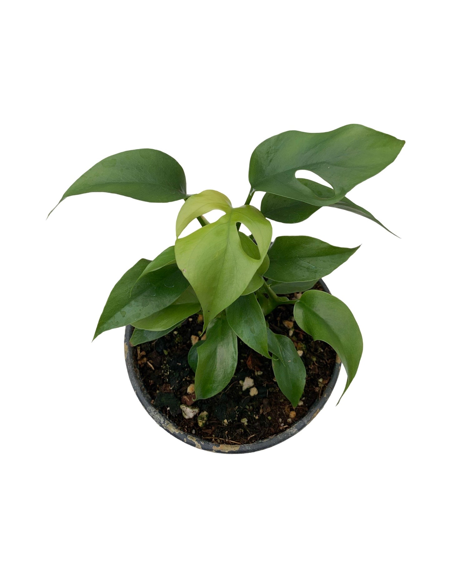 Rhaphidophora tetrasperma