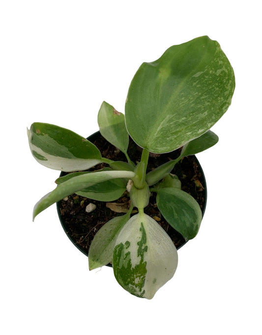 Philodendron Jose Buono - The Garden Corner