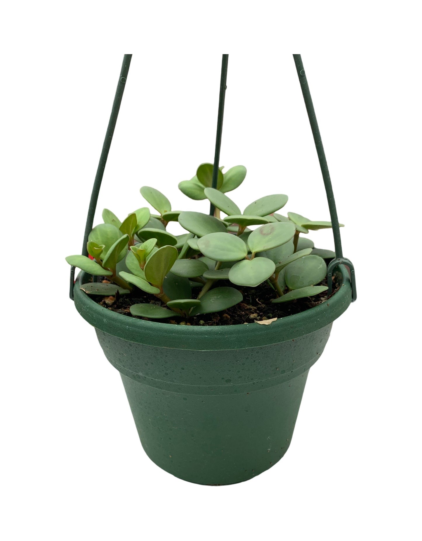 Peperomia 'Hope'