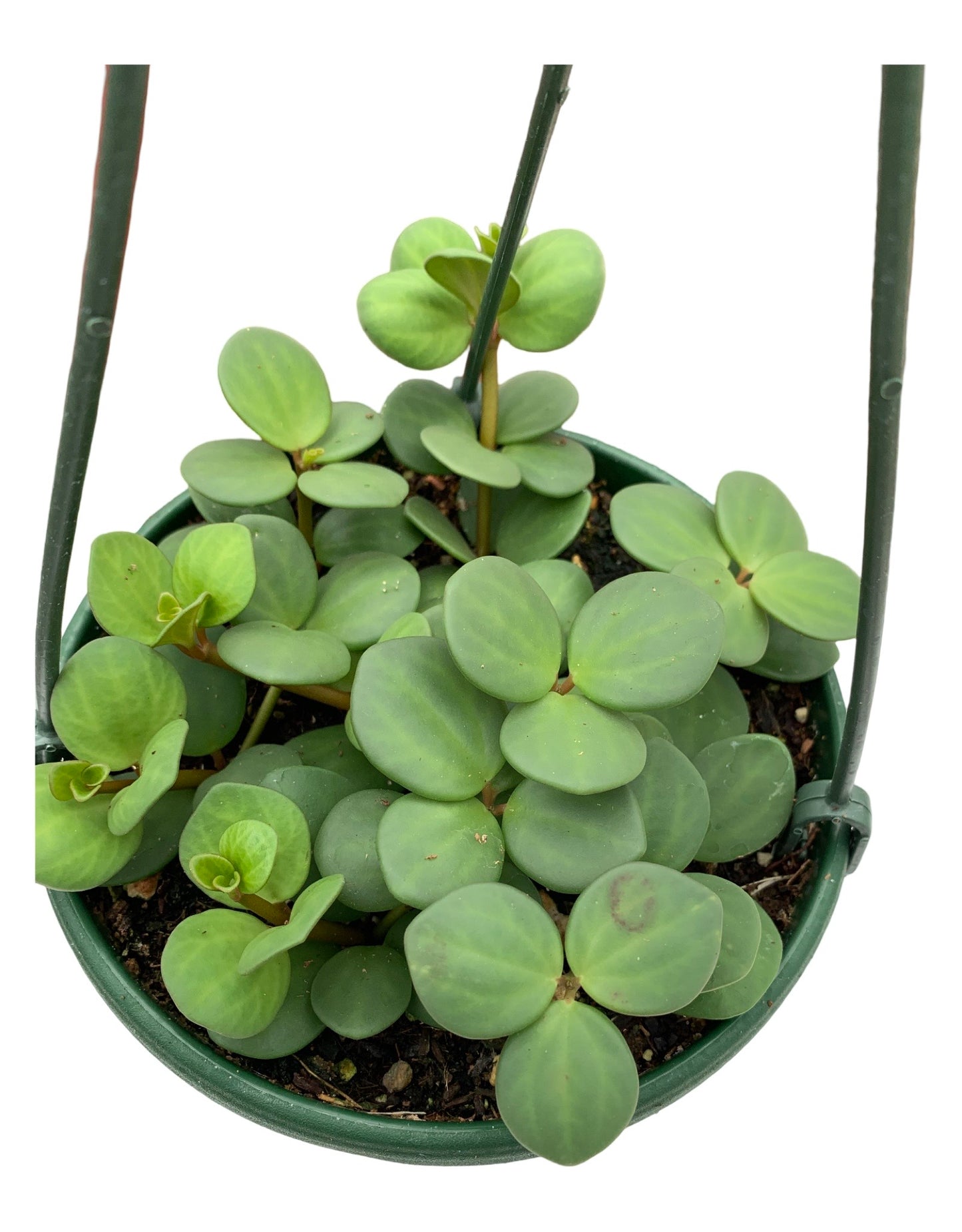 Peperomia 'Hope' - The Garden Corner