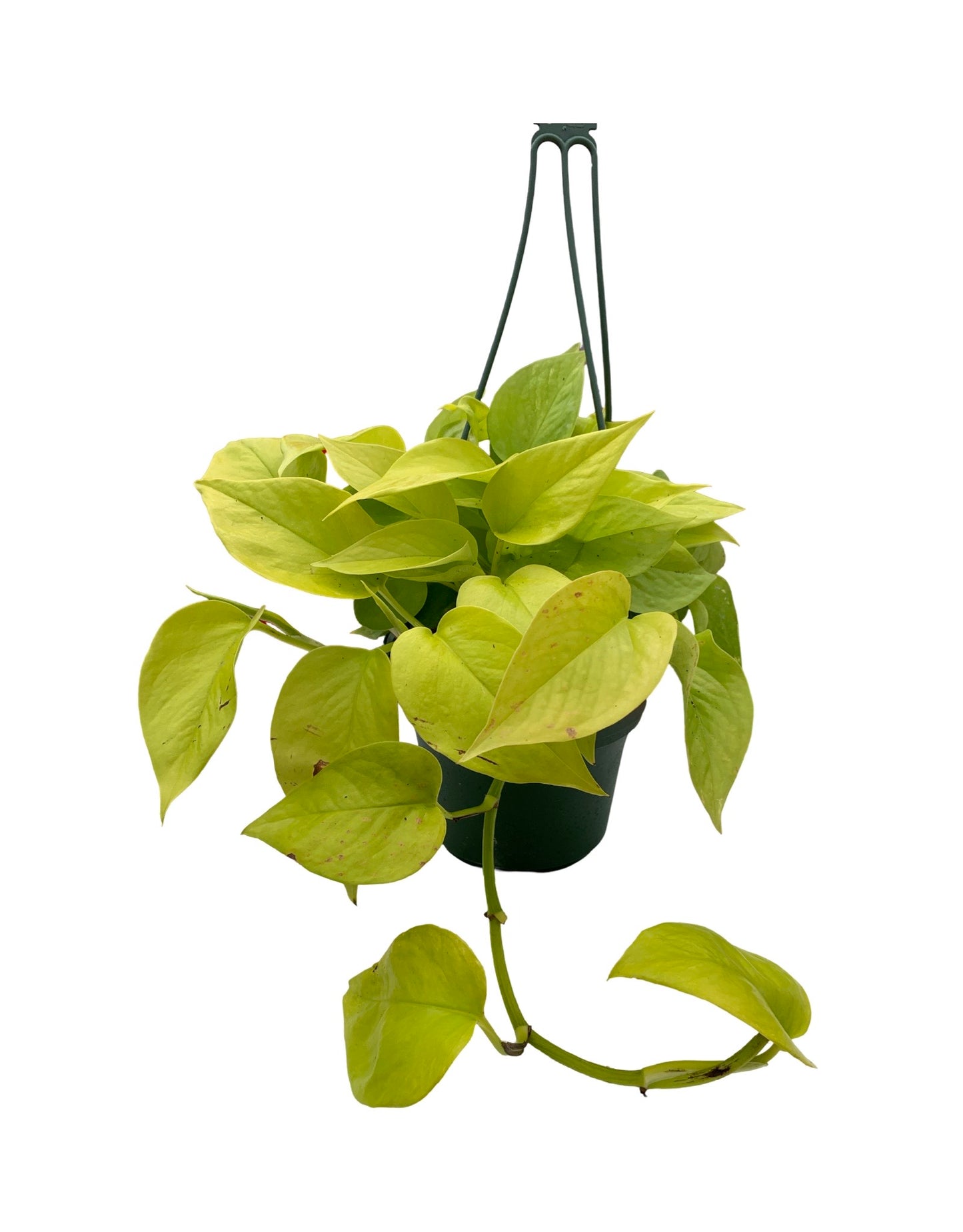 Epipremnum aureum 'Neon' - The Garden Corner