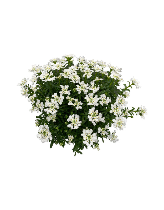 Iberis 'Snowsurfer™ 'Forte' - The Garden Corner