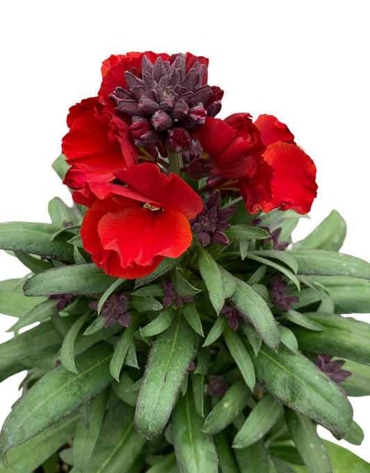 Erysimum 'Winter Passion' - The Garden Corner