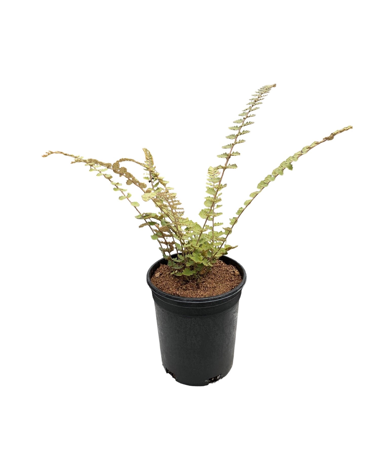 Cheilanthes sinuata - Perennials
