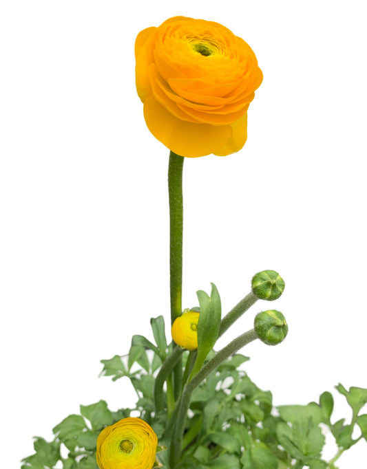 Ranunculus Elegance 'Giallo Gold' - The Garden Corner