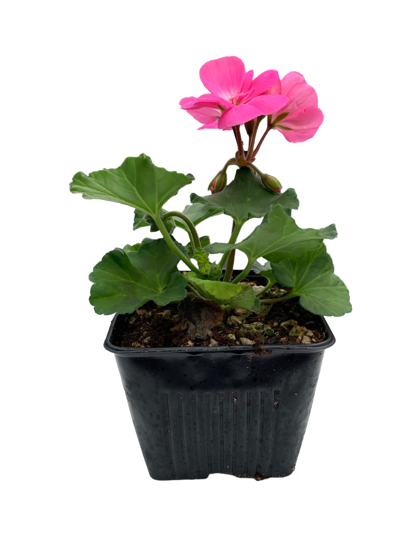 Geranium Zonal 'Moonlight Pink'