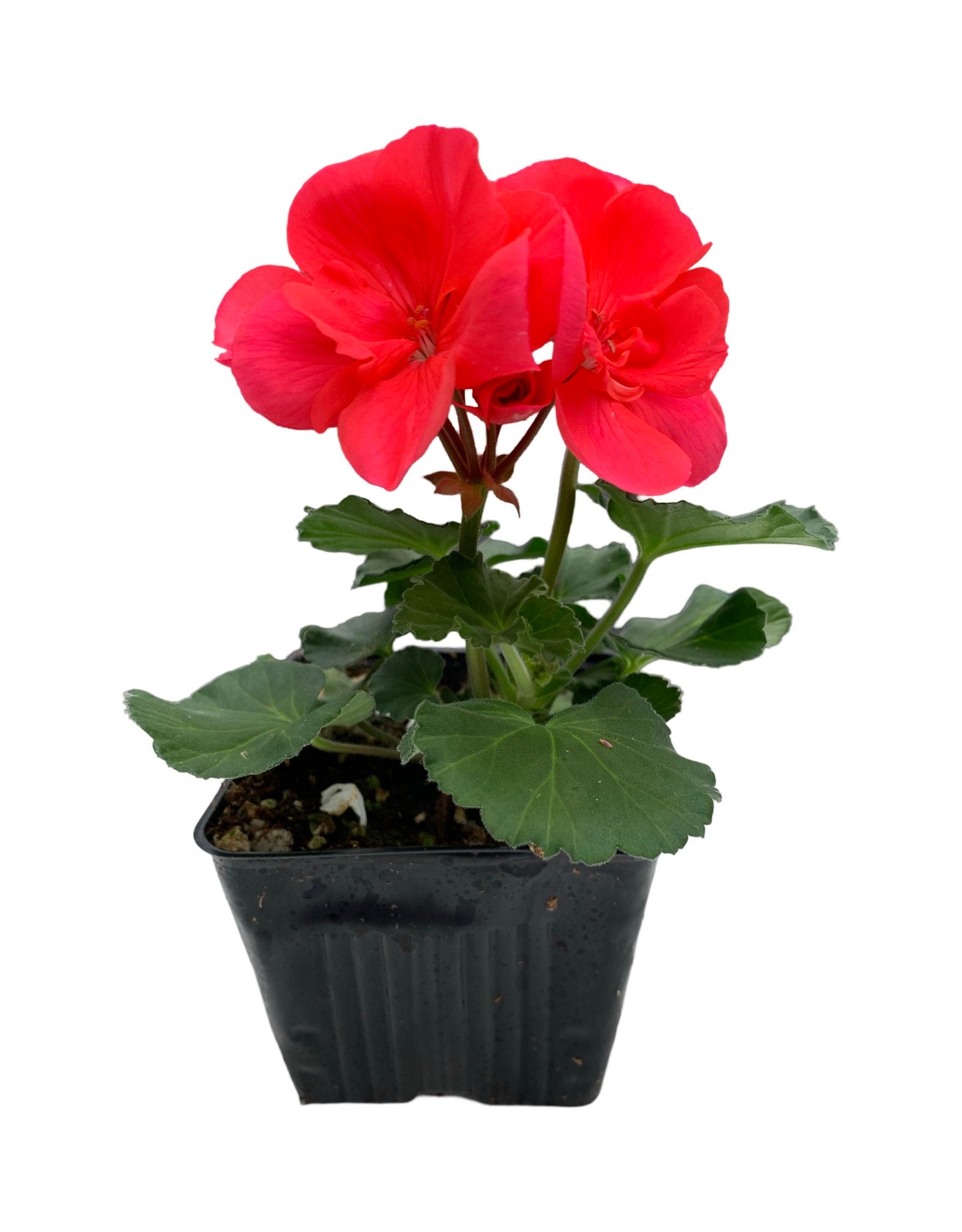 Geranium Zonal ‘Moonlight Orange’ - Annuals