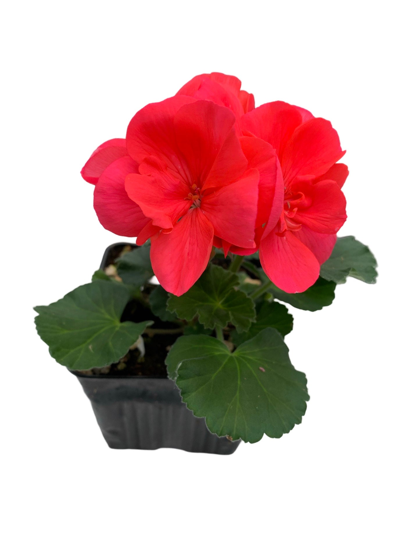 Geranium Zonal ‘Moonlight Orange’ - The Garden Corner