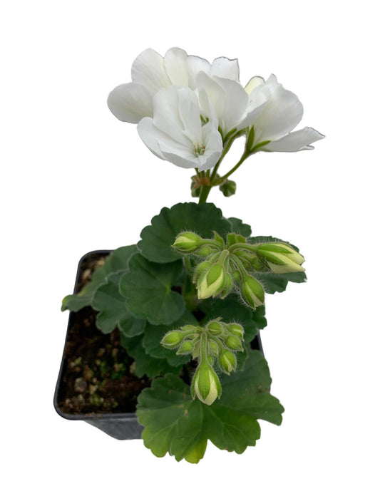 Geranium Zonal ‘Moonlight White’ - The Garden Corner