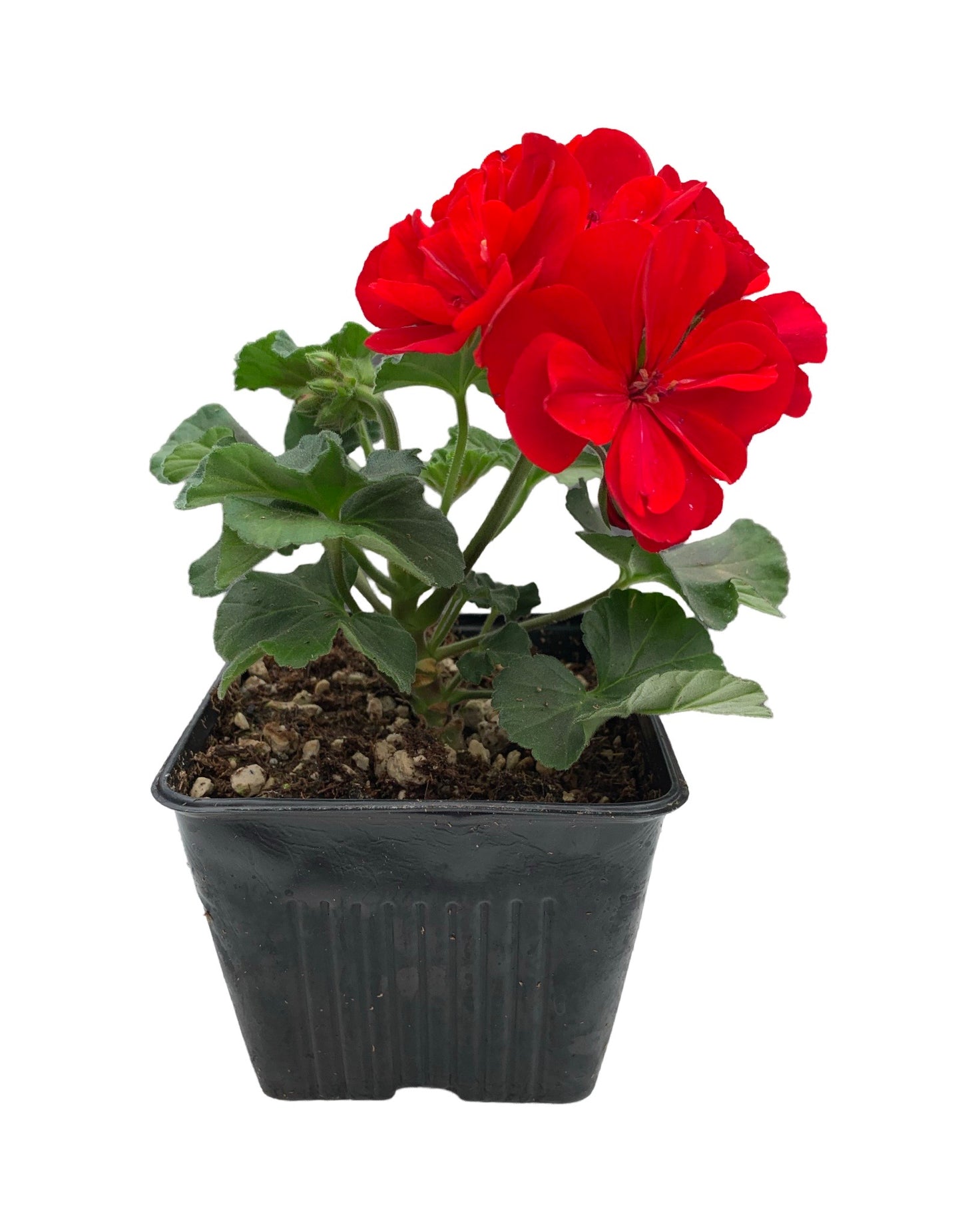 Geranium Zonal ‘Moonlight Red’ - Annuals